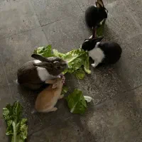 خرگوش