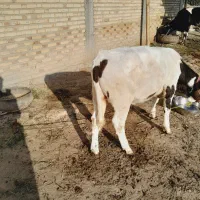 یک عددگوساله نر شیر مست نزدیک چهار ماهه