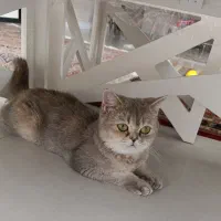 گربه بریتیش شناسنامه دار