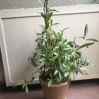 گل طبیعی آپارتمانی