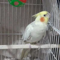 عروس هلندی ماده مرواریدی|پرنده|بومهن, |دیوار