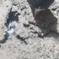 کبوتر|پرنده|رودخانه, |دیوار