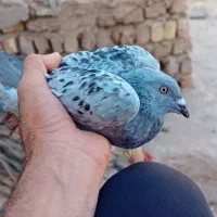 کفتر مسافتی|پرنده|حاجی آباد, |دیوار