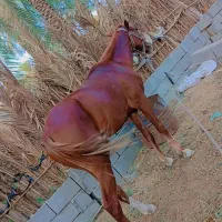 اسب نریان کورسی