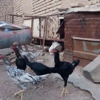 جوجه لاری