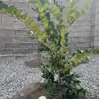 باغ وباغچه۱۹۰متر(زیرقیمت منطقه به علت مالکیت