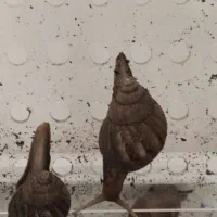 حلزون بهترین حیوان خانگی|خزنده|شیراز, نیایش|دیوار