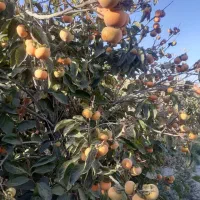 خرمالو خلجستان