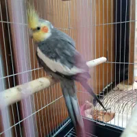 عروس هلندی نر آماده و سالم