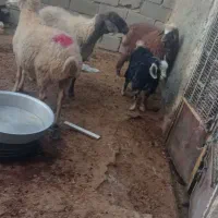 بزغاله بره میش کیلویی