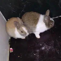 خرگوش پرورشی|موش و خرگوش|الشتر, |دیوار