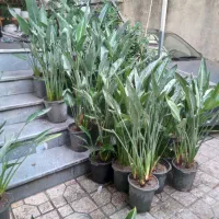 دم روباهی پرنده بهشتی باباادم کاغذی