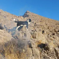 صگ گله ای و هوشیار