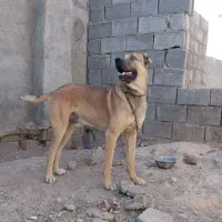 سگ فروشی