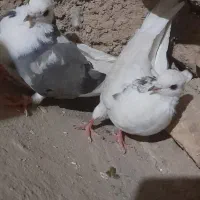 یک جفت کبوتر|پرنده|لردگان, |دیوار