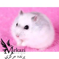 همستر مینیاتوری|موش و خرگوش|بندرعباس, |دیوار