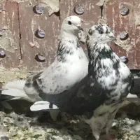 کبوتر|پرنده|بوکان, |دیوار