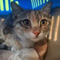 واگذاری گربه DSH