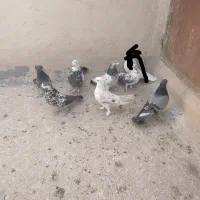 کفتر خوب پرشی گرویی