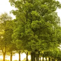 هرس وباغبانی|خدمات باغبانی و درختکاری|بانه, |دیوار