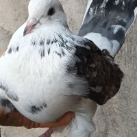 یه جفت کبوتر پرشی|پرنده|رشت, تازه آباد|دیوار