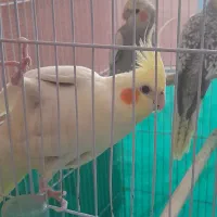 عروس هلندی