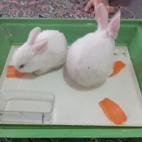 خرگوش نر و ماده