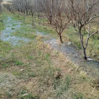 هرس انواع درختان