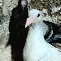 سارکاکلی و چپ کاکلی