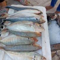 بادمجان9.فلفل15 خیار 21هشت خط30ماهی|عمده‌فروشی|بندرعباس, |دیوار