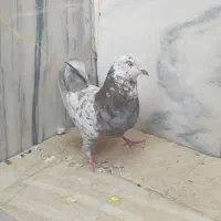 کبوتر|پرنده|قم, حاج زینل|دیوار