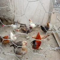 3تا خروس محلی با یه خروس لاری