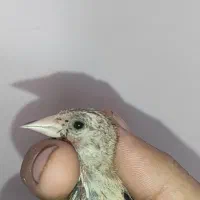 جوجه سهره|پرنده|کوهدشت, |دیوار