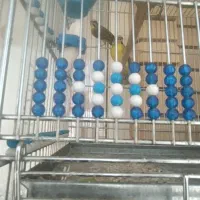 فروش یاسمین جفتی کار داده