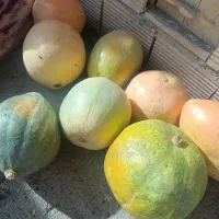 کدو حلوایی عالی