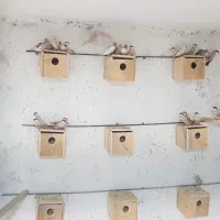 فنچ نرگسی|پرنده|تهران, مشیریه|دیوار