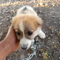 پاک‌وتا خانگی|سگ|سنگدوین, |دیوار