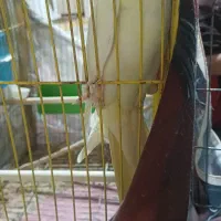 عروس هلندی