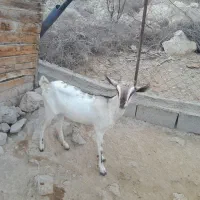 کیسه سومال
