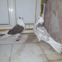 کبوتر هشتبندی|پرنده|توکهور, |دیوار