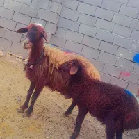 میش بره دار با بره نر دندان صدفی