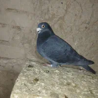 پلاکی|پرنده|بشاریات, |دیوار