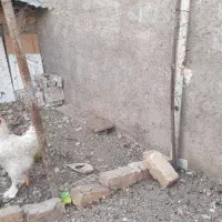 خروس برهما