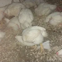 مرغ گوشتی ارگانیک