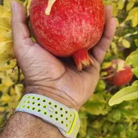 سیخ-دارنگون-فاز-یک-هزار-باغ-2800-متر