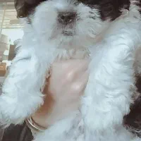 توله شیتزومالتیزعروسکی نر