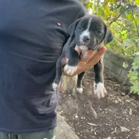 توله پیت بول|سگ|ساری, |دیوار