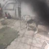 سگ کله ای ونکهبان افغان معاوضه درخدمتیم|سگ|بومهن, |دیوار