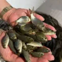 بچهماهی پرورشی