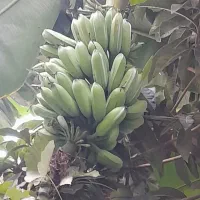 نهال موز با نازلترین قیمت|گل و گیاه طبیعی|ساری, |دیوار